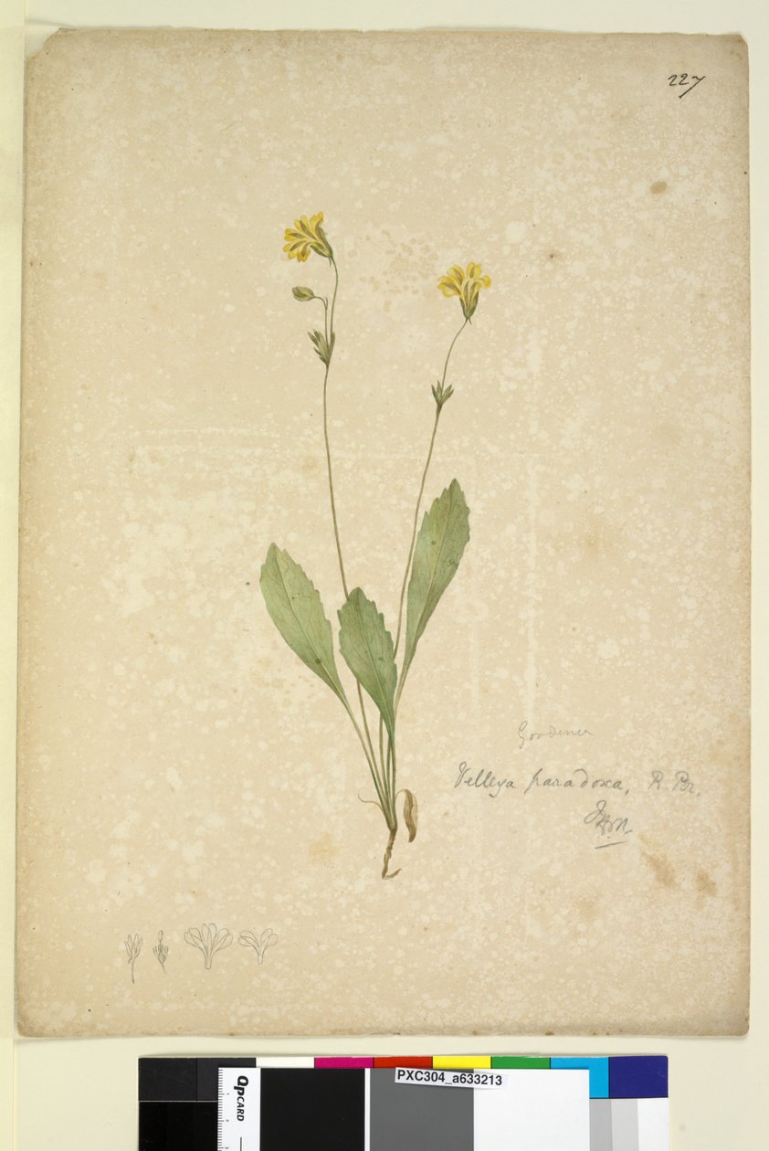 Strona 227. Velleia paradoxa, c.1803-06 (toaleta, długopis, atrament i ołówek) autorstwa John William Lewin