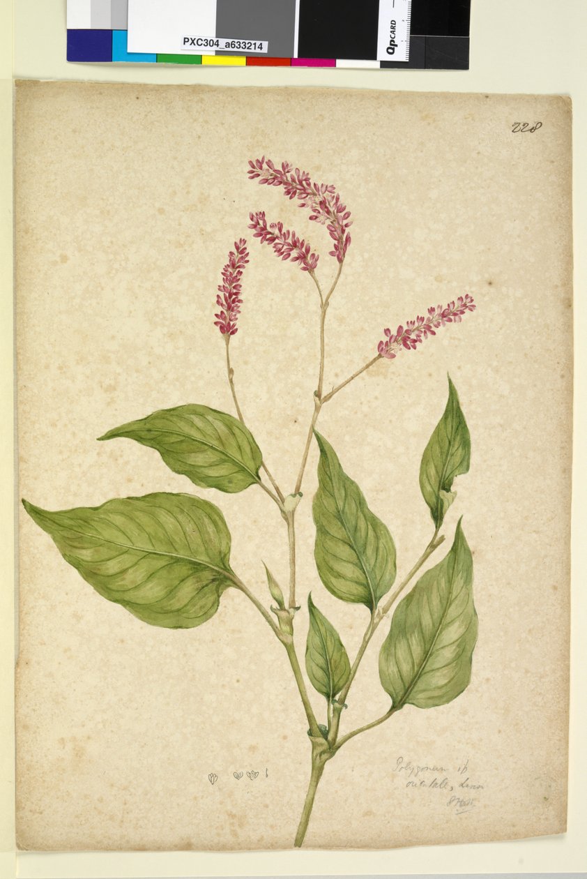 Strona 228. Polygonum orientale, ok. 1803-06 (toaleta, długopis, tusz i ołówek) autorstwa John William Lewin