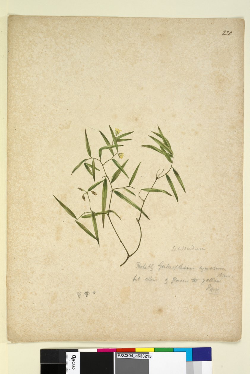 Strona 230. Geitonoplesium cymosum, c.1803-06 (toaleta, długopis, atrament i ołówek) autorstwa John William Lewin