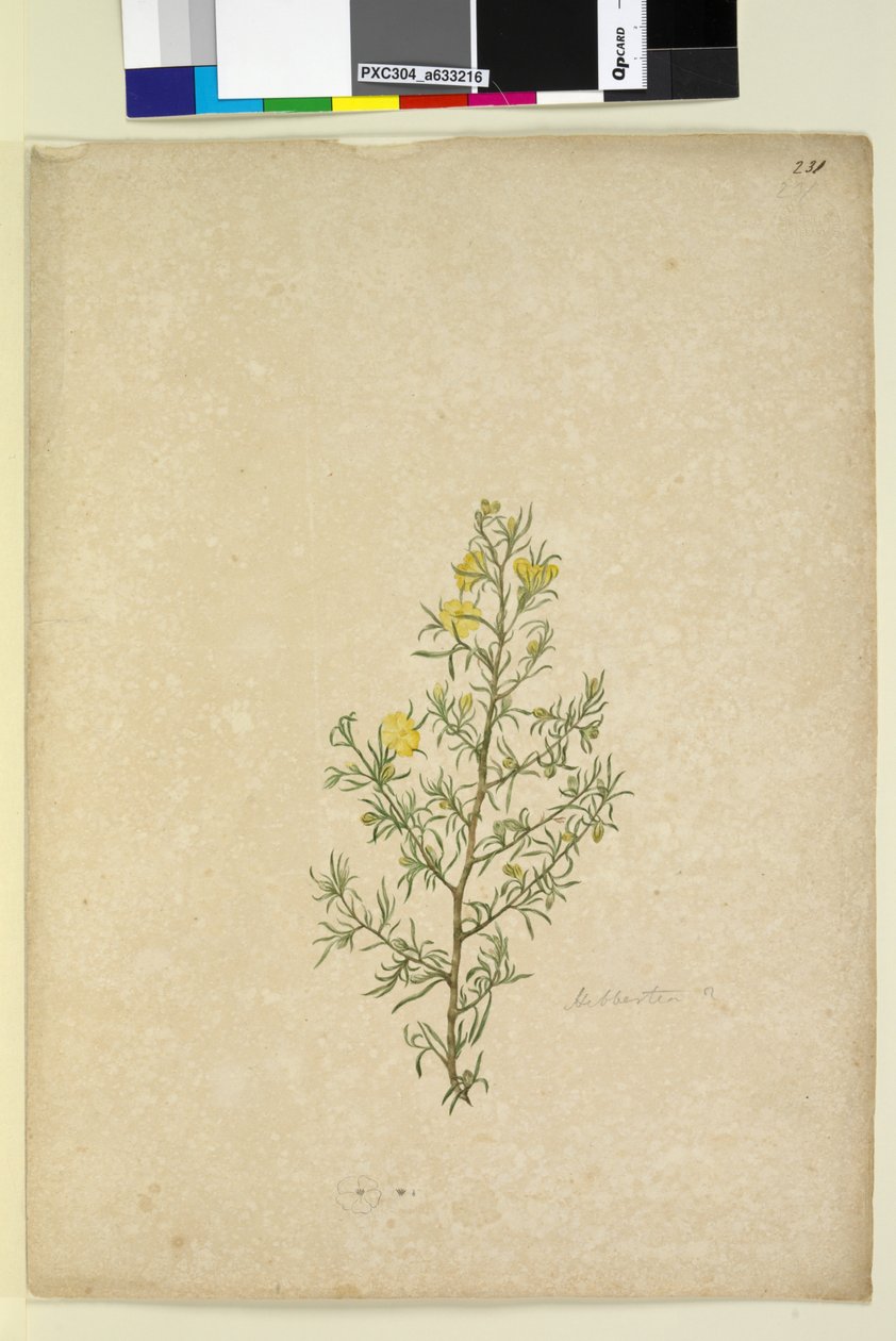 Strona 231. Hibbertia sp, c.1803-06 (toaleta, długopis, atrament i ołówek) autorstwa John William Lewin