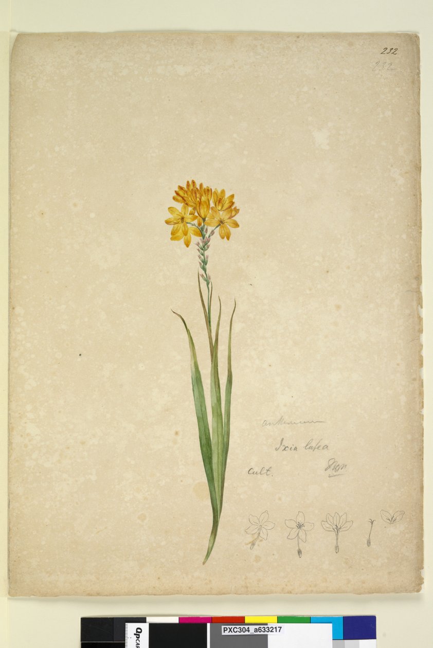 Strona 232. Ixia lutea, c.1803-06 (toaleta, długopis, atrament i ołówek) autorstwa John William Lewin