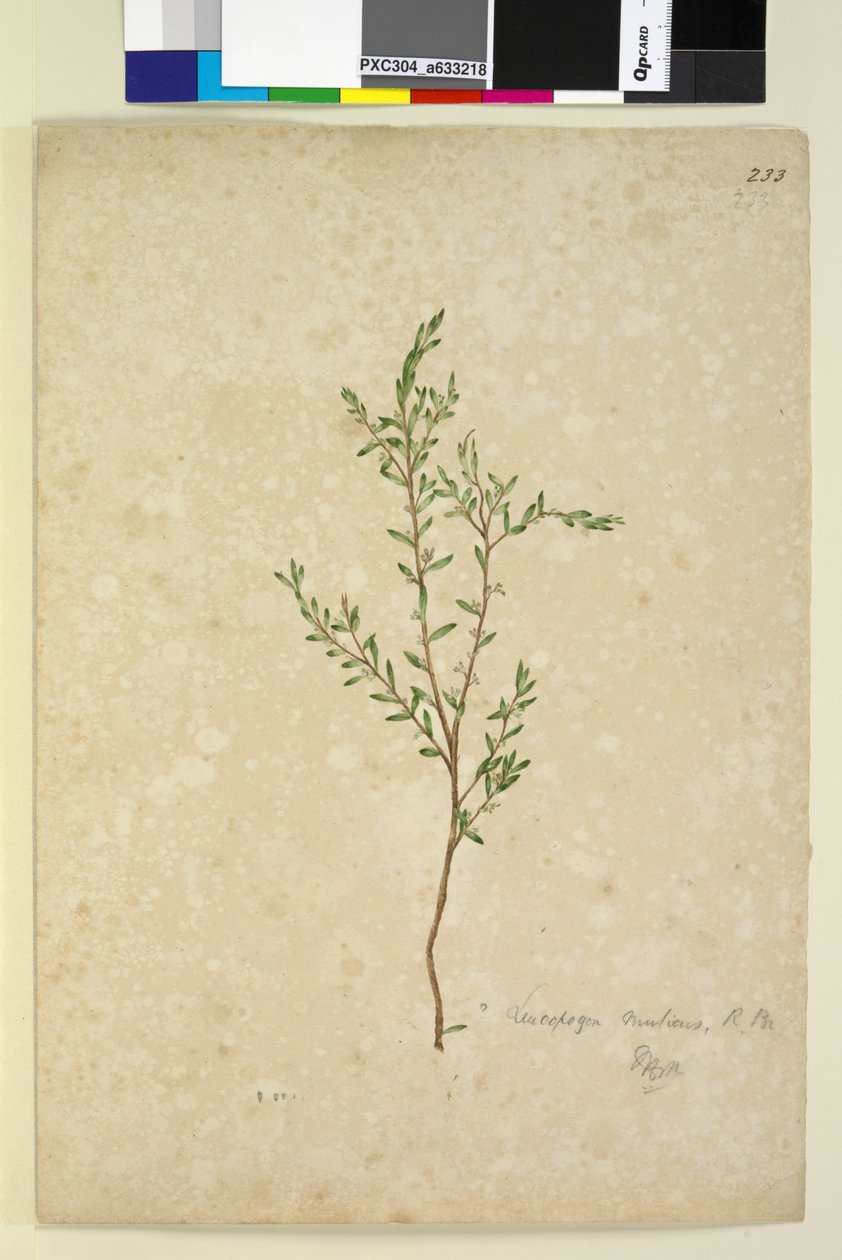 Strona 233. Leucopogon, c.1803-06 (toaleta, długopis, atrament i ołówek) autorstwa John William Lewin