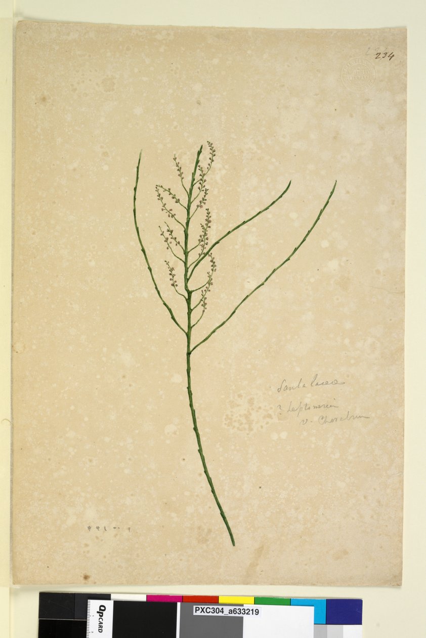 Strona 234. Leptomeria, c.1803-06 (toaleta, długopis, atrament i ołówek) autorstwa John William Lewin