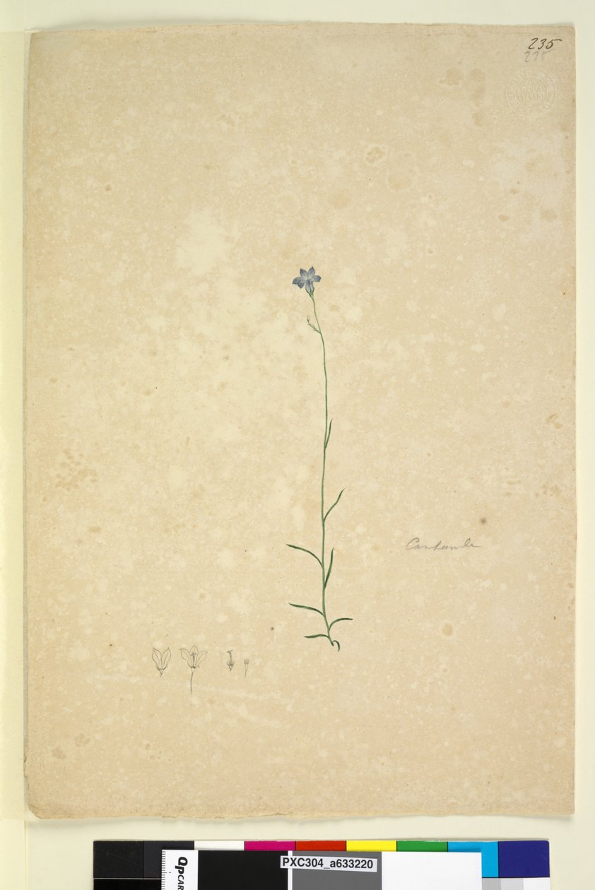 Strona 235. Dzwoneczek, ok. 1803-06 (toaleta, długopis, atrament i ołówek) autorstwa John William Lewin