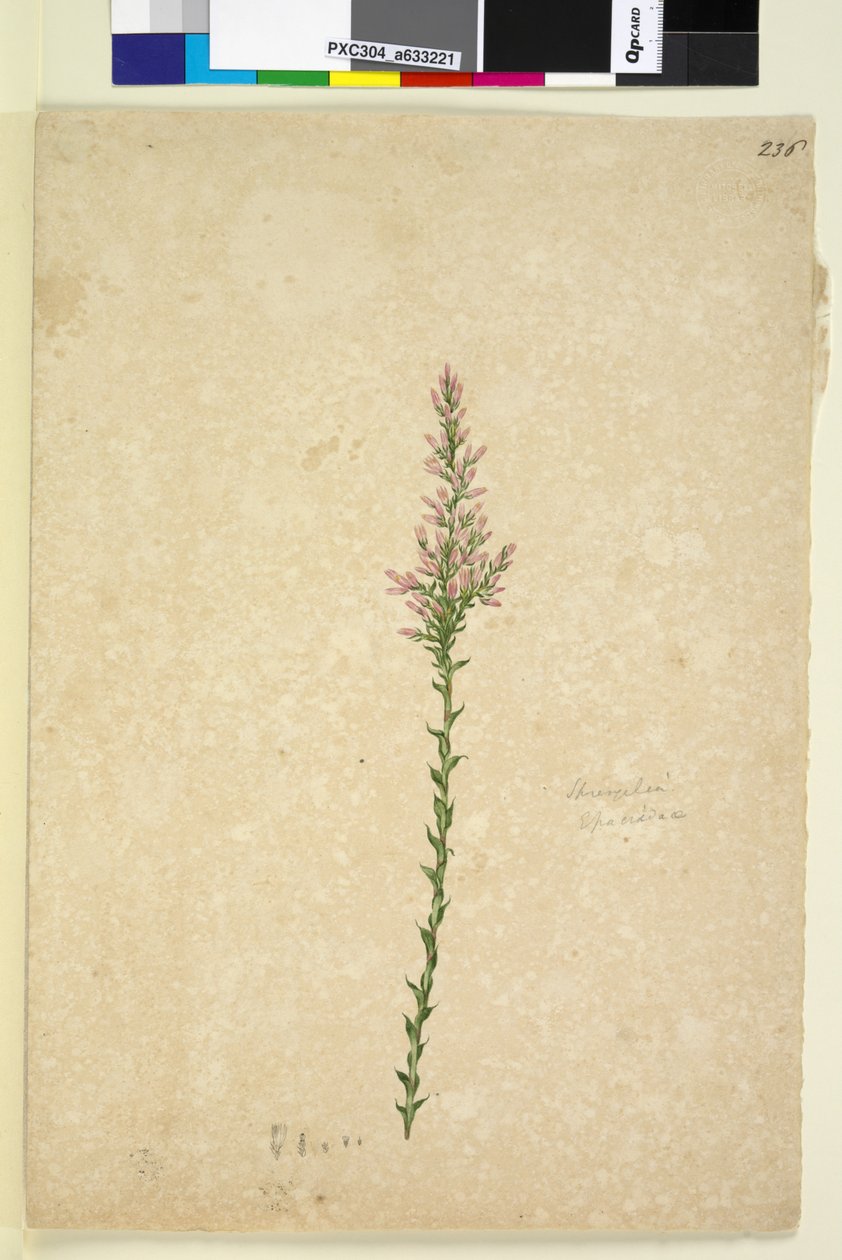 Strona 236. Sprengelia, c.1803-06 (toaleta, długopis, atrament i ołówek) autorstwa John William Lewin