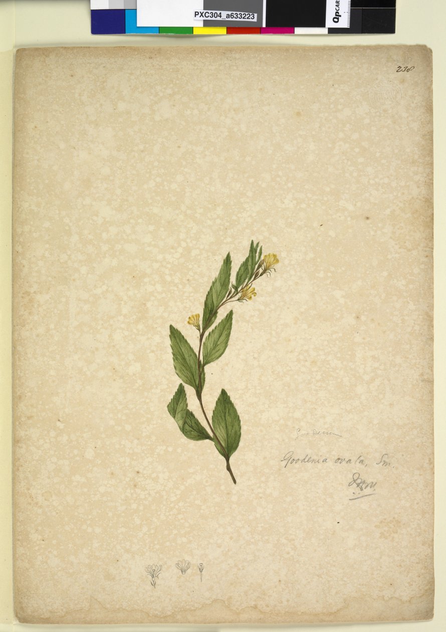 Strona 238. Goodenia ovata, c.1803-06 (toaleta, długopis, tusz i ołówek) autorstwa John William Lewin