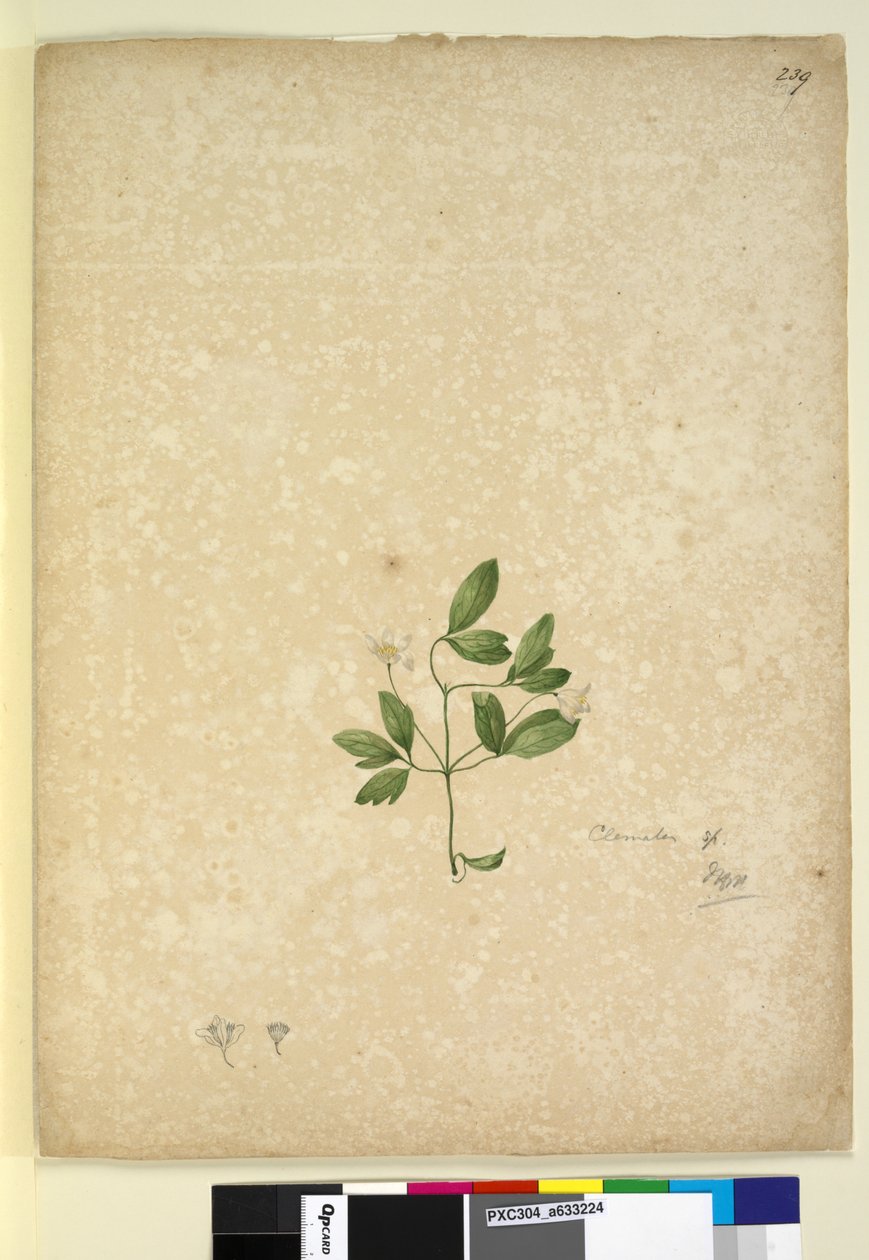 Strona 239. Clematis, c.1803-06 (toaleta, długopis, atrament i ołówek) autorstwa John William Lewin