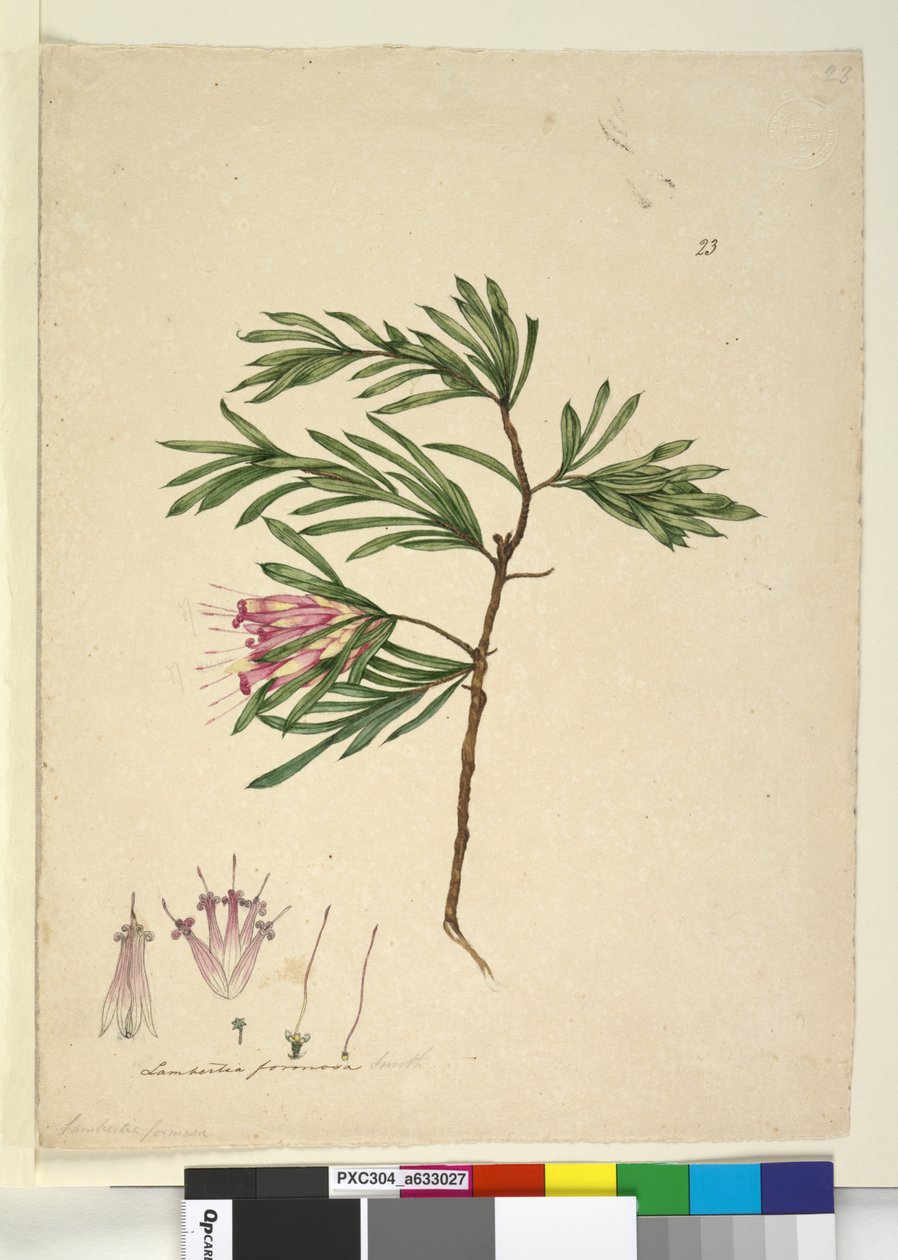 Strona 23. Lambertia formosa, c.1803-06 (toaleta, długopis, atrament i ołówek) autorstwa John William Lewin