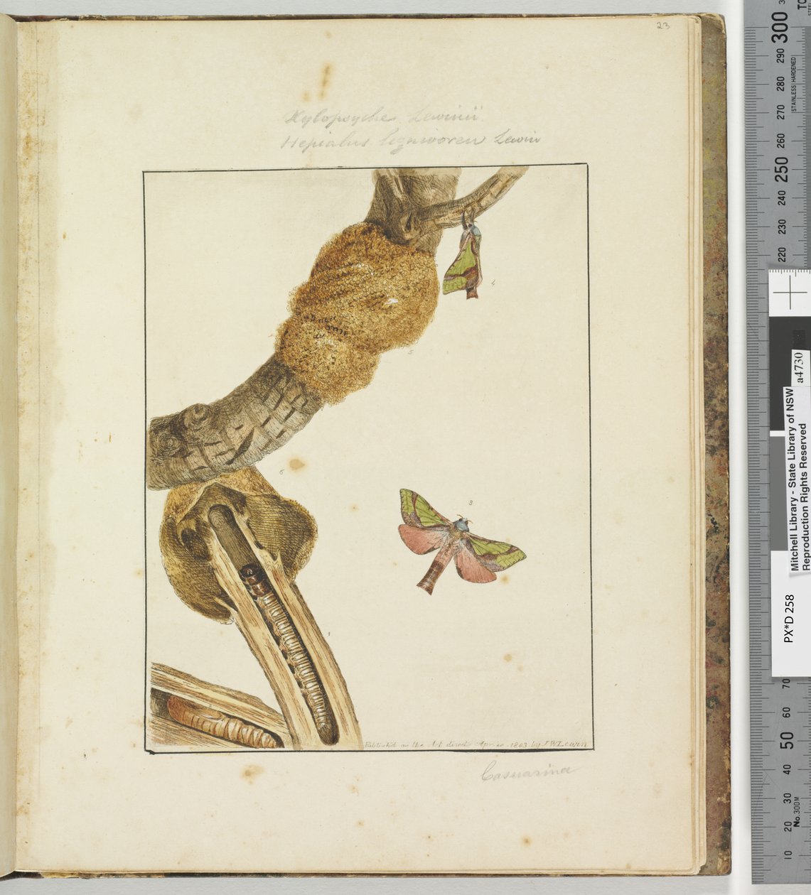 Strona 23 Tabliczka 6 Xylopsyche Lewinni Hepialus Ligniveren Lewin, 1803-04 (odbitki akwaforty ręcznie kolorowane) autorstwa John William Lewin