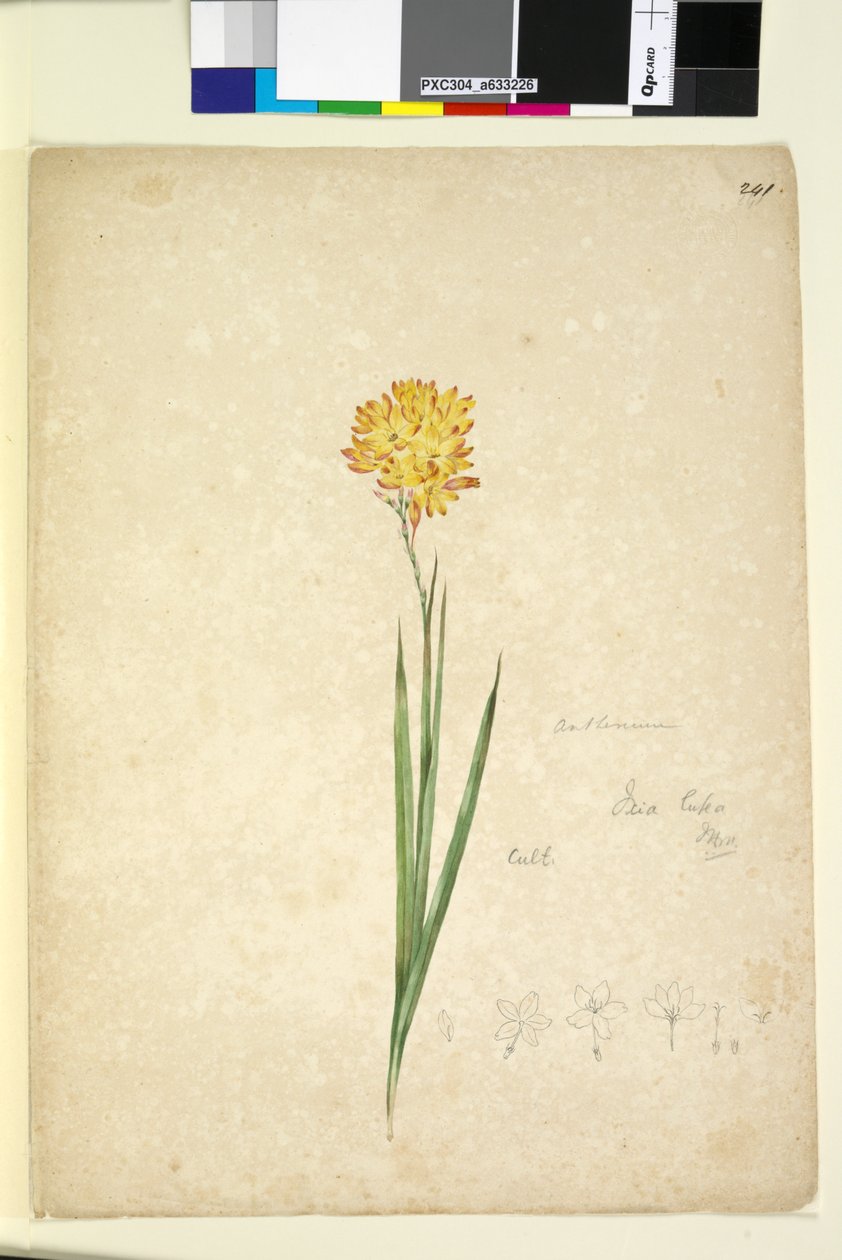 Strona 241. Ixia lutea, c.1803-06 (toaleta, długopis, atrament i ołówek) autorstwa John William Lewin