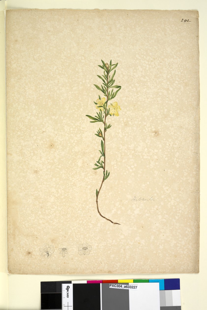 Strona 242. Hibberta, c.1803-06 (toaleta, długopis, atrament i ołówek) autorstwa John William Lewin