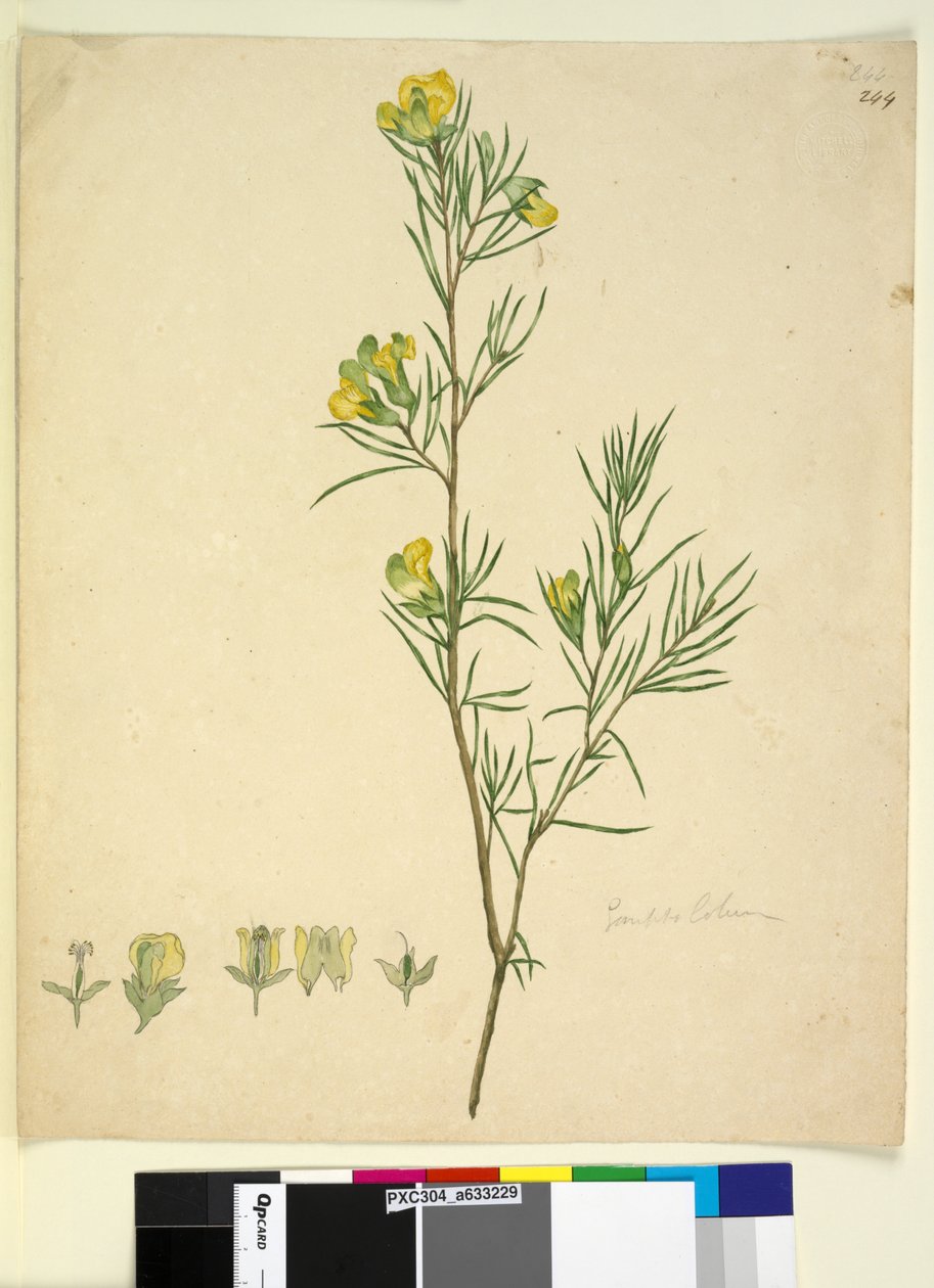 Strona 244. Gompholobium, ok. 1803-06 (toaleta, długopis, atrament i ołówek) autorstwa John William Lewin