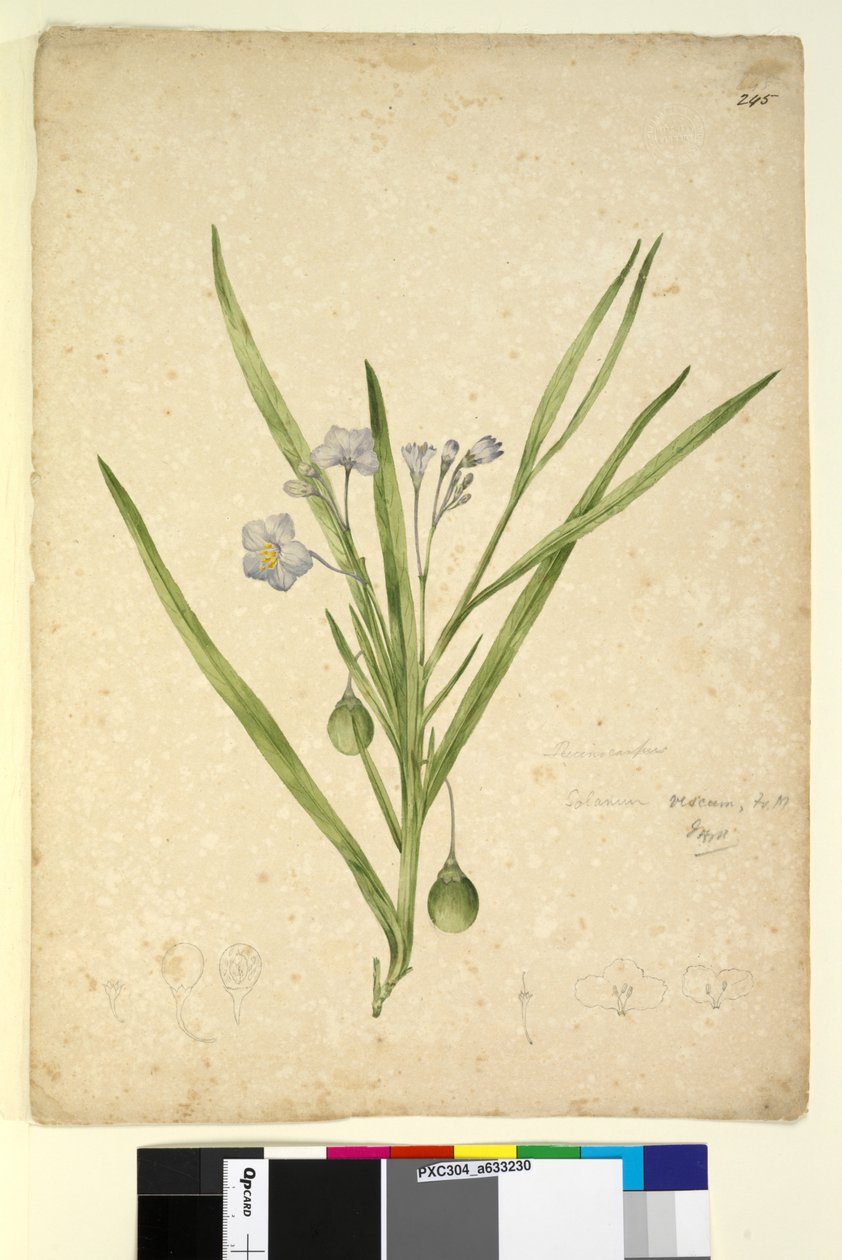 Strona 245. Solanum vescum, c.1803-06 (toaleta, długopis, atrament i ołówek) autorstwa John William Lewin