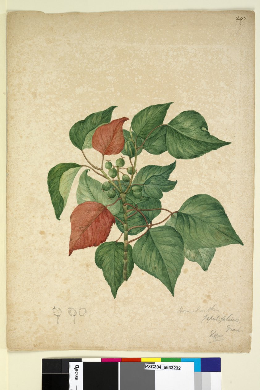Strona 247. Homolanthus populifolius Omalanthus populifolius, c.1803-06 (toaleta, długopis, tusz i ołówek) autorstwa John William Lewin