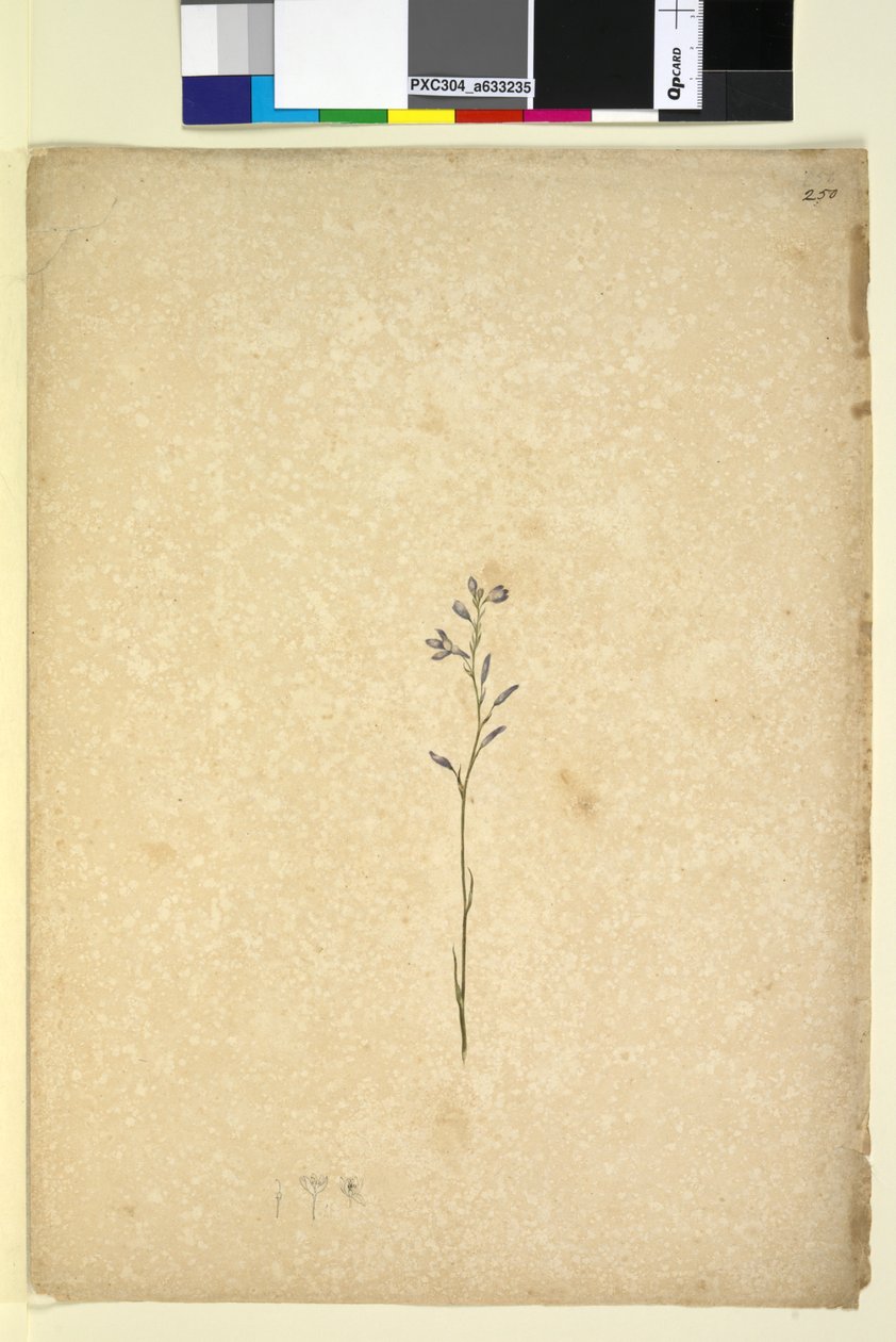 Strona 250. Niezidentyfikowana roślina, ok. 1803-06 (toaleta, długopis, atrament i ołówek) autorstwa John William Lewin