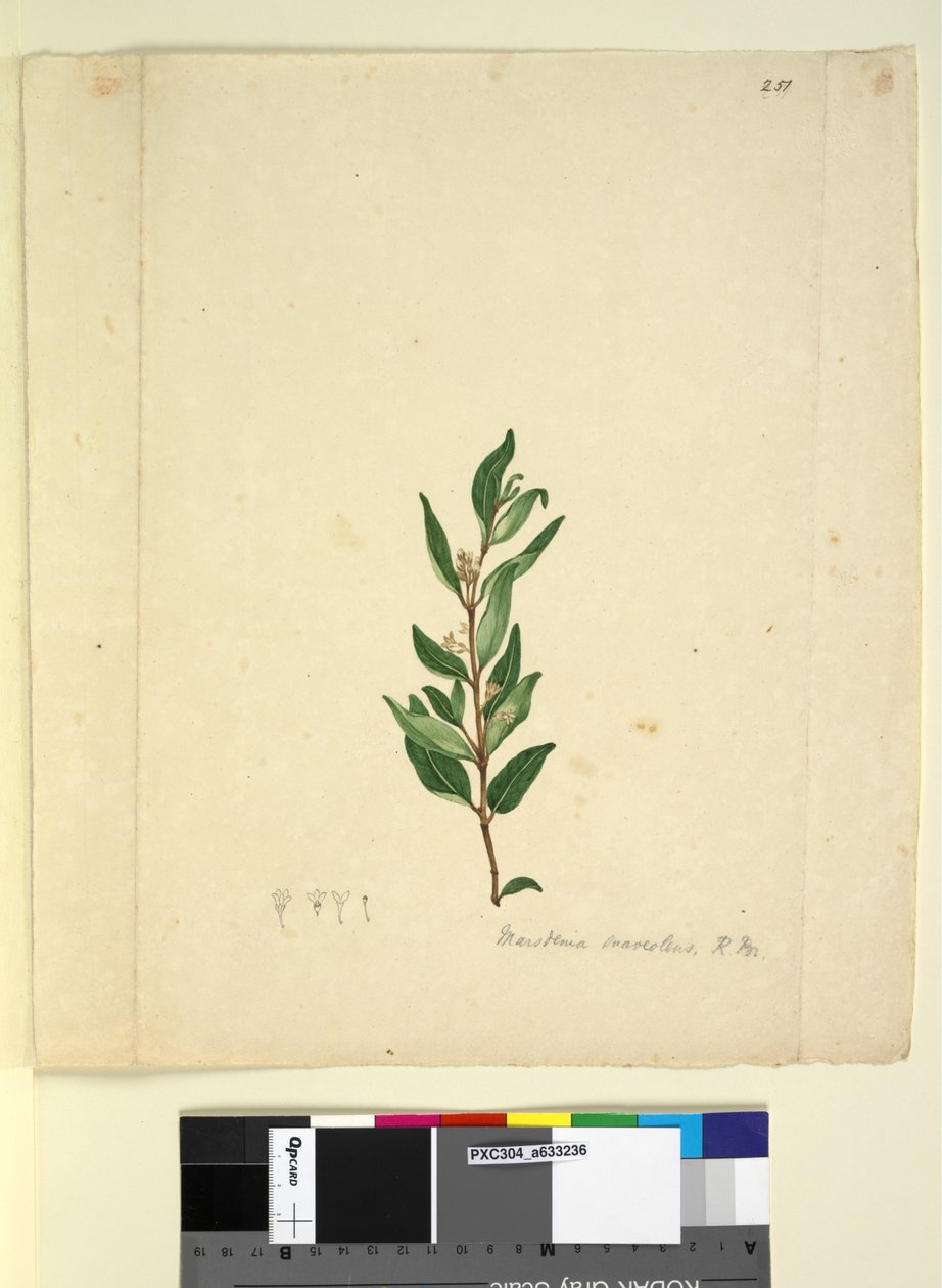 Strona 251. Marsdenia suaveolens, c.1803-06 (toaleta, długopis, atrament i ołówek) autorstwa John William Lewin