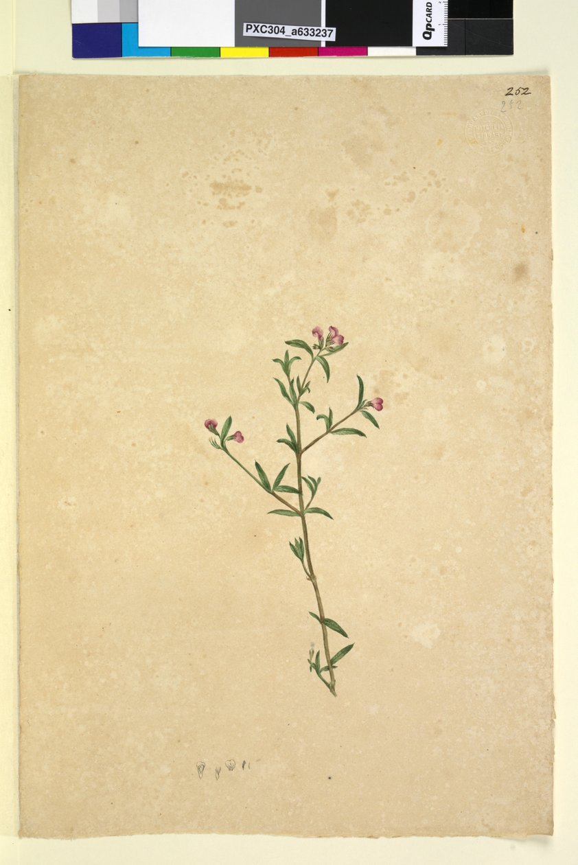 Strona 252. Niezidentyfikowana roślina, ok. 1803-06 (toaleta, długopis, atrament i ołówek) autorstwa John William Lewin
