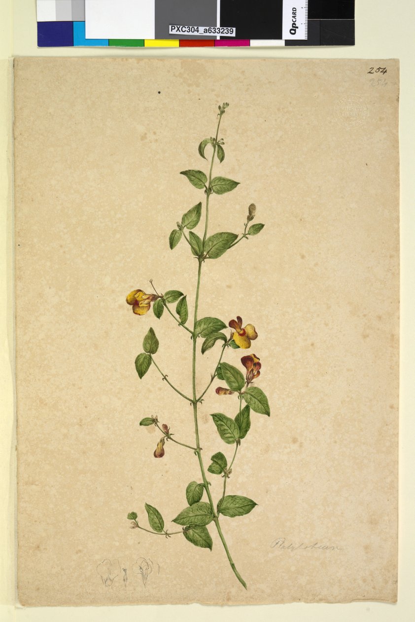 Strona 254. Platylobium, c.1803-06 (toaleta, długopis, atrament i ołówek) autorstwa John William Lewin