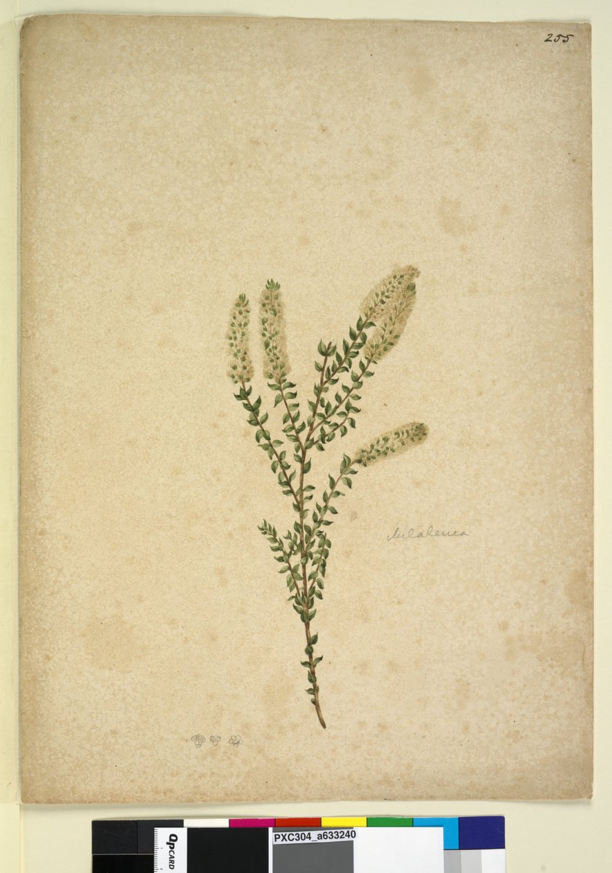Strona 255. Melaleuca, c.1803-06 (toaleta, długopis, atrament i ołówek) autorstwa John William Lewin