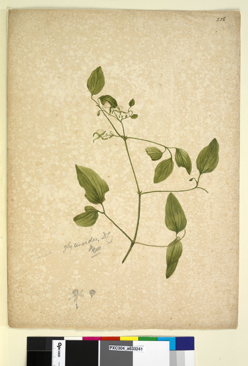 Strona 256. Clematis glicynoidy, c.1803-06 (toaleta, długopis, atrament i ołówek) autorstwa John William Lewin