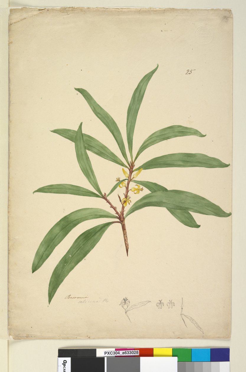 Strona 25. Persoonia salicina, c.1803-06 (toaleta, długopis, atrament i ołówek) autorstwa John William Lewin