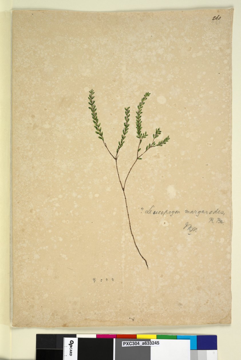 Strona 260. Margarody Leucopogon, c.1803-06 (toaleta, długopis, atrament i ołówek) autorstwa John William Lewin