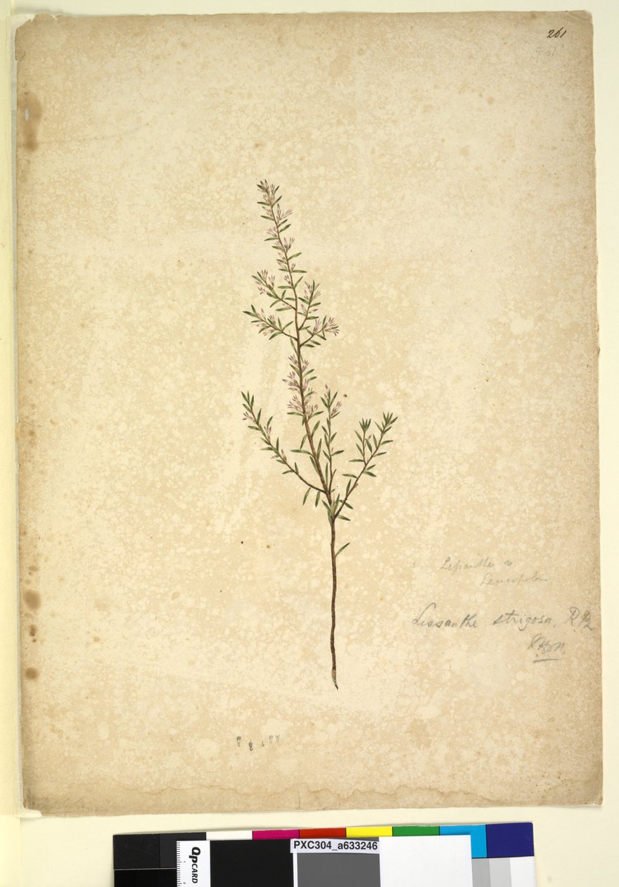 Strona 261. Lissanthe strigosa, c.1803-06 (toaleta, długopis, atrament i ołówek) autorstwa John William Lewin