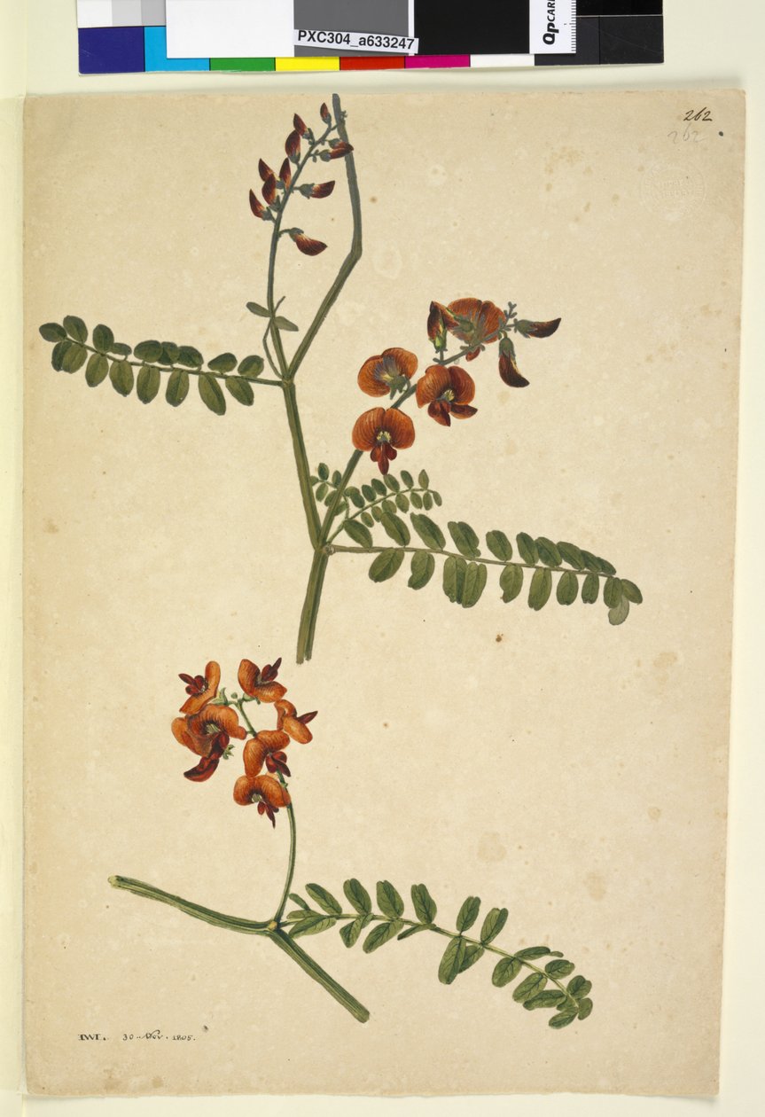 Strona 262. Podpisano: I.W.L. 30 listopada 1805, c.1803-06 (toaleta, długopis, tusz i ołówek) autorstwa John William Lewin