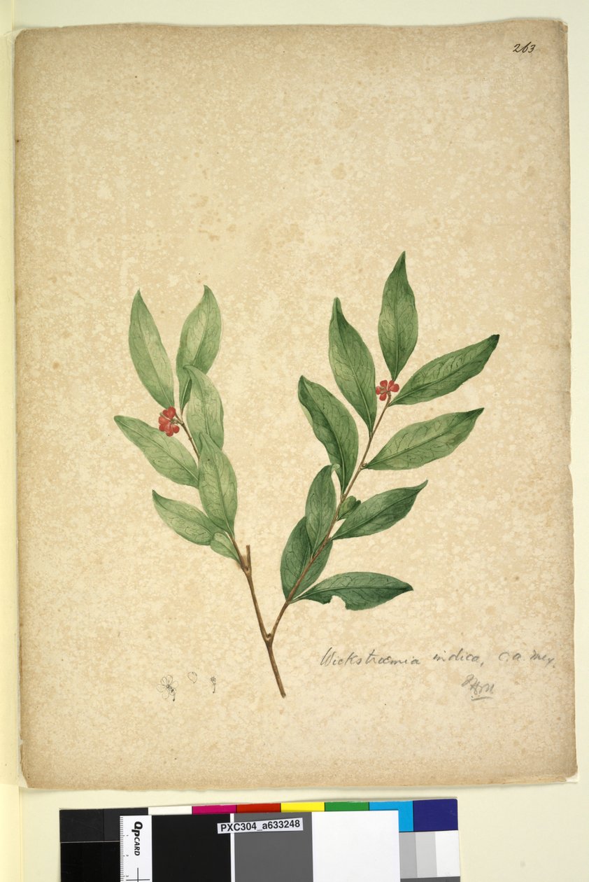 Strona 263. Wikstroemia indica, c.1803-06 (toaleta, długopis, atrament i ołówek) autorstwa John William Lewin