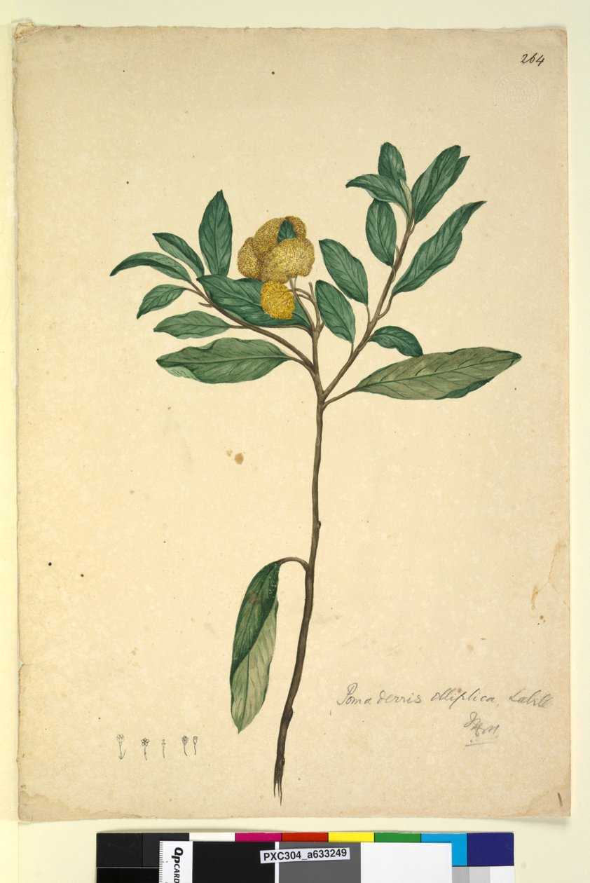 Strona 264. Pomaderris elliptica, c.1803-06 (toaleta, długopis, atrament i ołówek) autorstwa John William Lewin