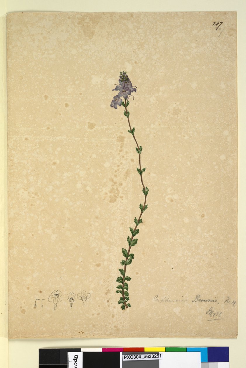 Strona 267. Euphrasia brownii, c.1803-06 (toaleta, długopis, atrament i ołówek) autorstwa John William Lewin