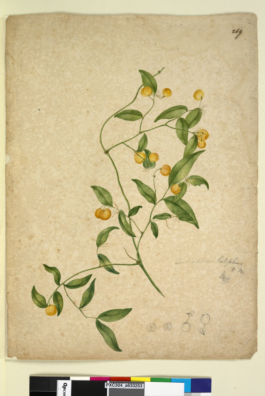 Strona 269. Eustrephus latifolius, c.1803-06 (toaleta, długopis, atrament i ołówek) autorstwa John William Lewin