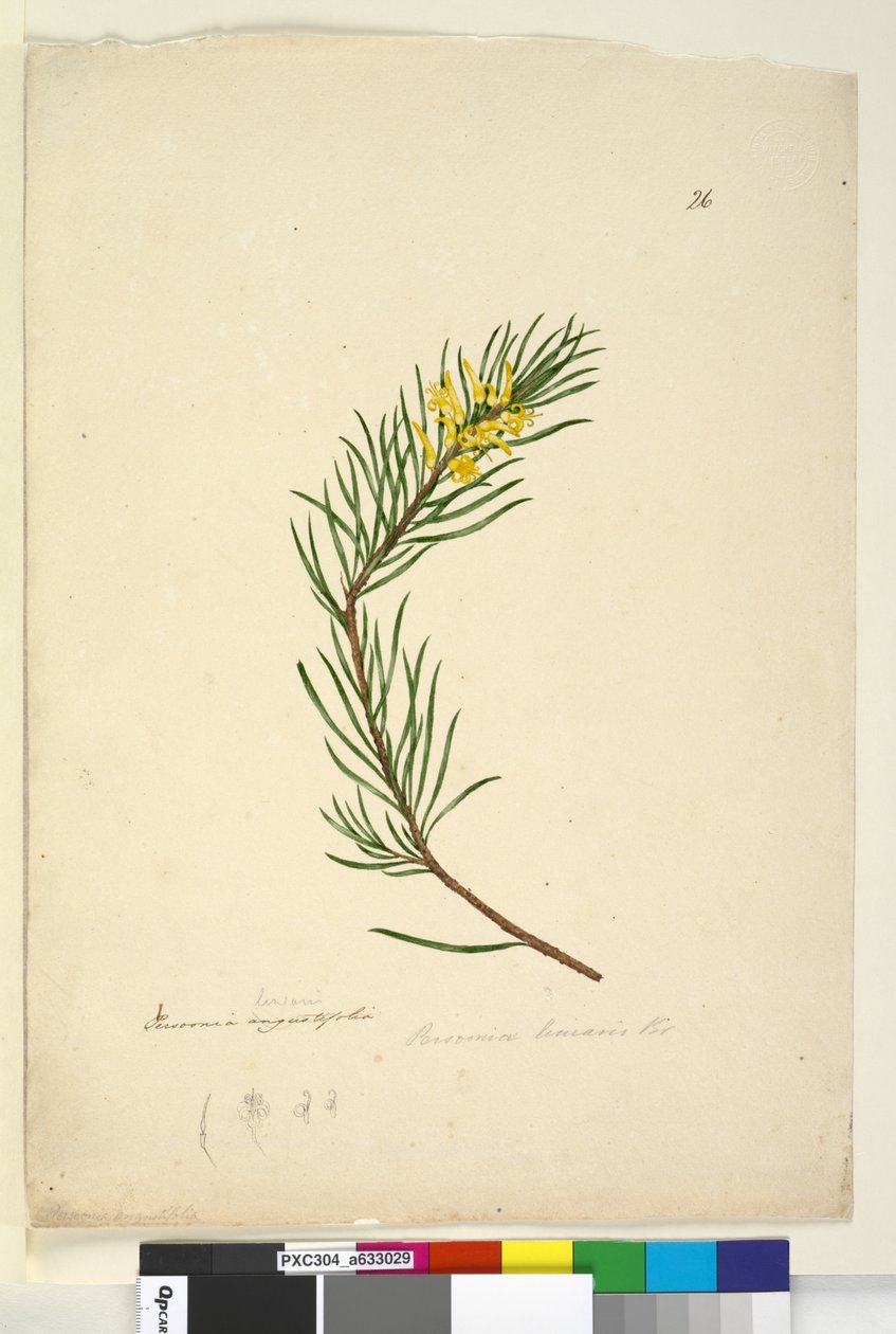 Strona 26. Persoonia linearis, c.1803-06 (toaleta, długopis, atrament i ołówek) autorstwa John William Lewin