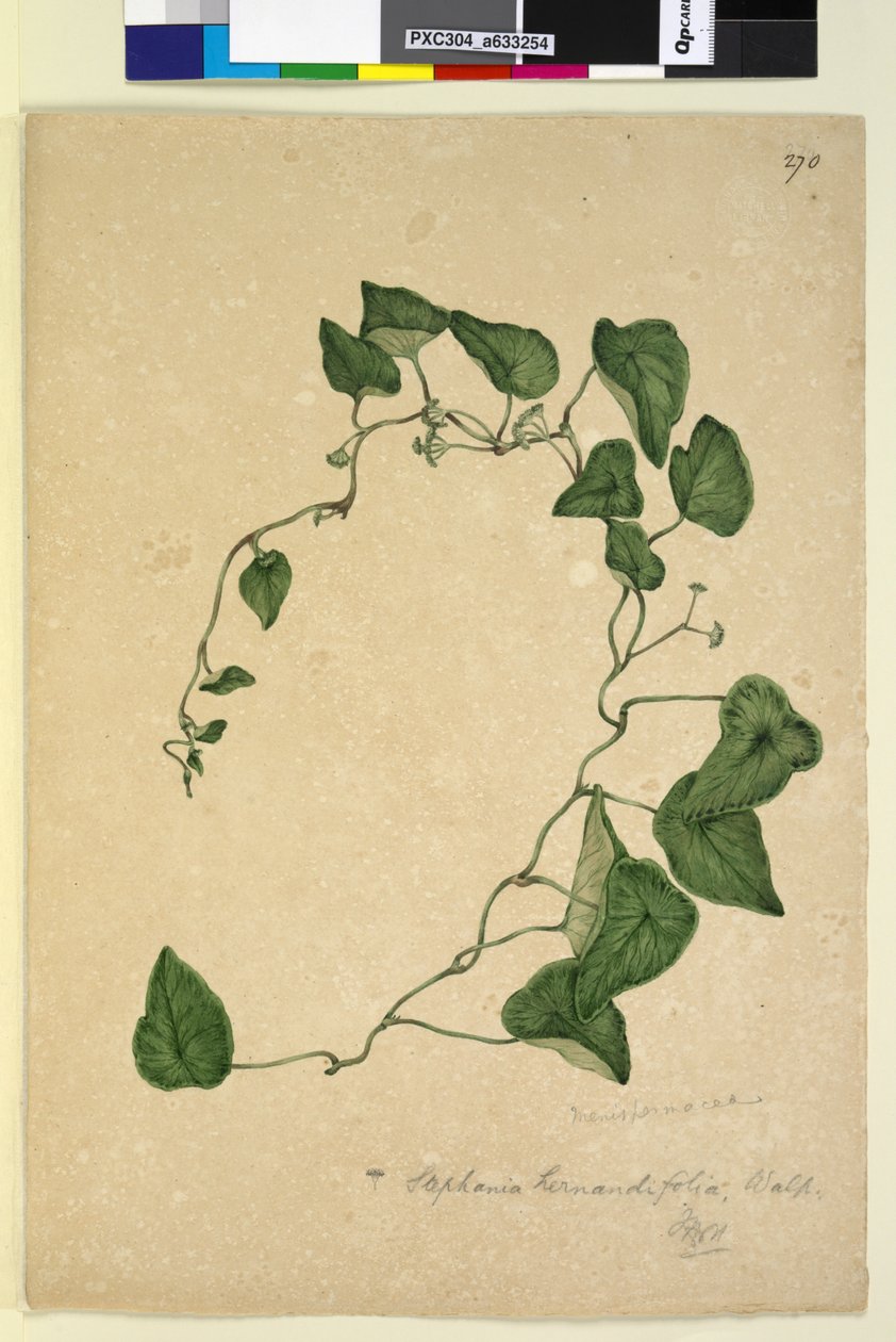 Strona 270. Stephania hernandiaefolia, c.1803-06 (toaleta, długopis, tusz i ołówek) autorstwa John William Lewin