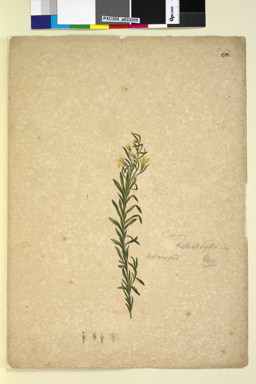 Strona 272. Goodenia heterophylla, c.1803-06 (toaleta, długopis, atrament i ołówek) autorstwa John William Lewin
