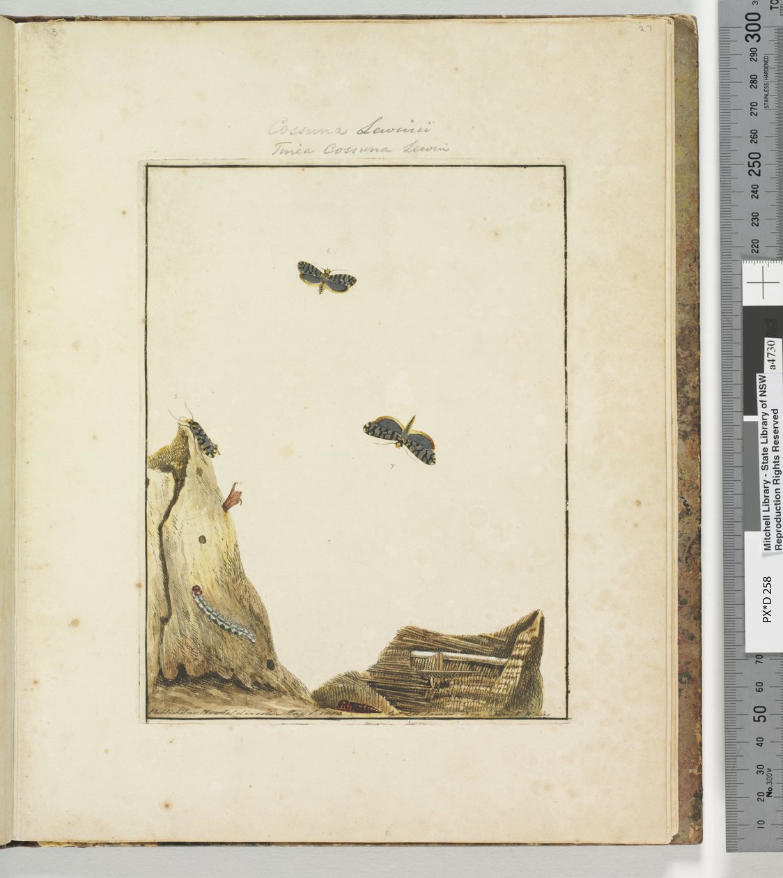 Strona 27. Talerz 7 Cossuna Lewinii Tinea Cossuna Lewin, 1803-04 (odbitki akwaforty ręcznie kolorowane) autorstwa John William Lewin