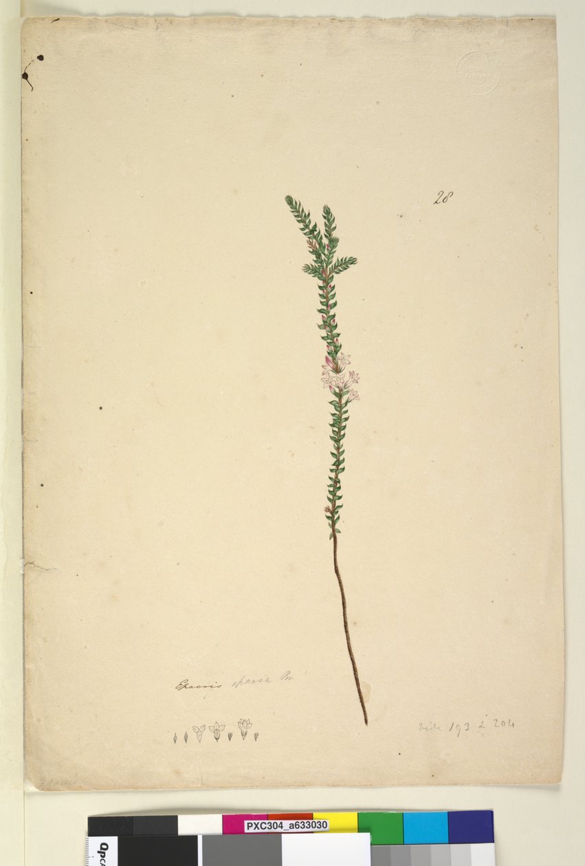Strona 28. Epacris sparsa, c.1803-06 (toaleta, długopis, atrament i ołówek) autorstwa John William Lewin