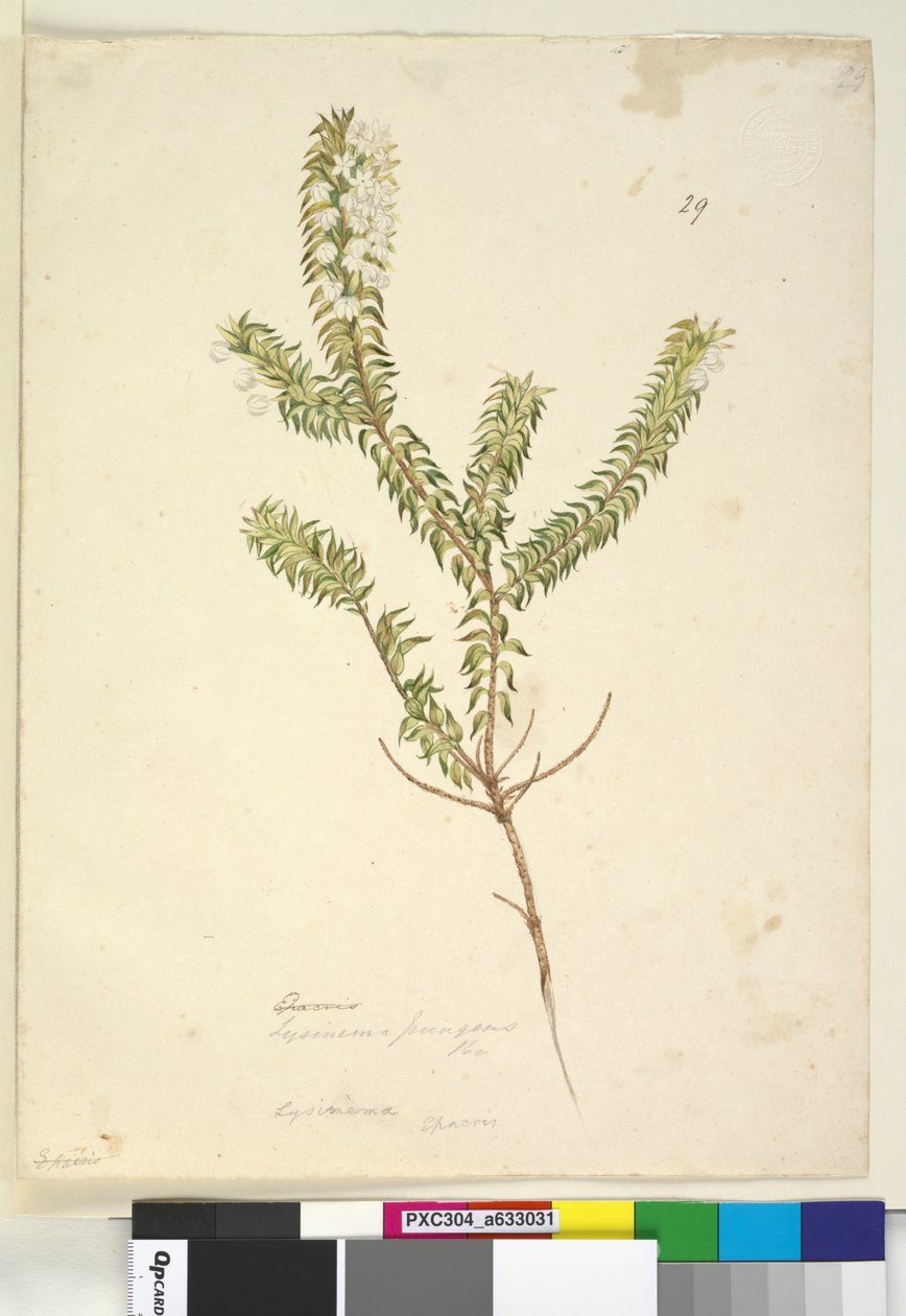 Strona 29. Lysinema, c.1803-06 (toaleta, długopis, atrament i ołówek) autorstwa John William Lewin