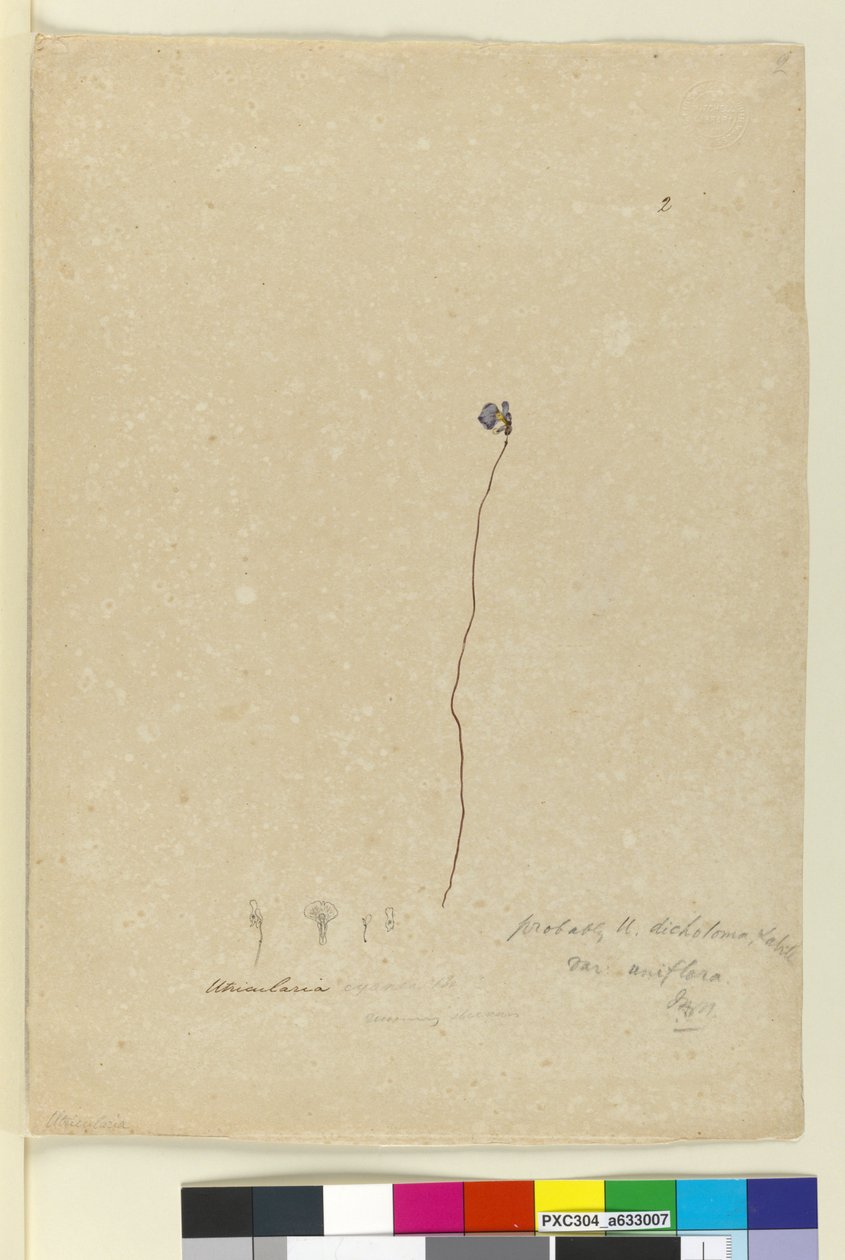 Strona 2. Utricularia dichotoma, ok. 1803-06 (toaleta, długopis, atrament i ołówek) autorstwa John William Lewin