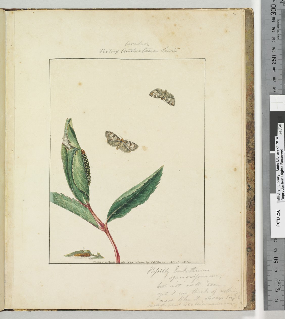 Strona 31. Talerz 8 Ara.. Tortrix Australana Lewin, 1803-04 (odbitki akwaforty ręcznie kolorowane) autorstwa John William Lewin