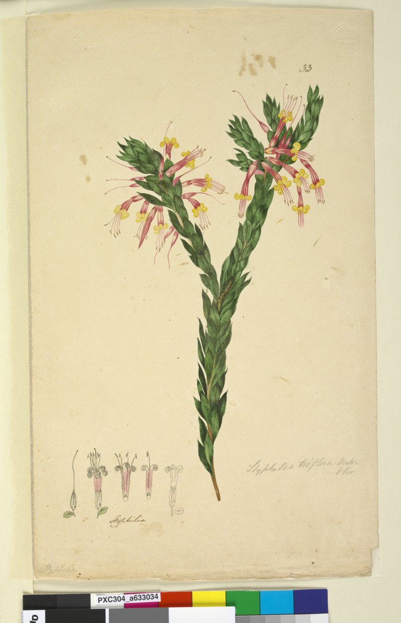 Strona 33. Styphelia triflora, ok. 1803-06 (toaleta, długopis, tusz i ołówek) autorstwa John William Lewin