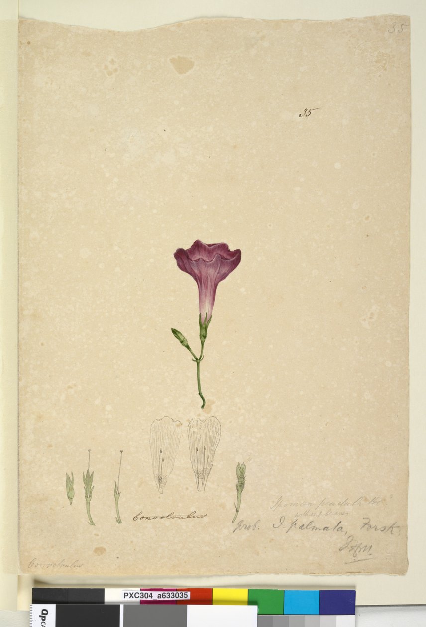 Strona 35. Ipomoea palmata, c.1803-06 (toaleta, długopis, tusz i ołówek) autorstwa John William Lewin