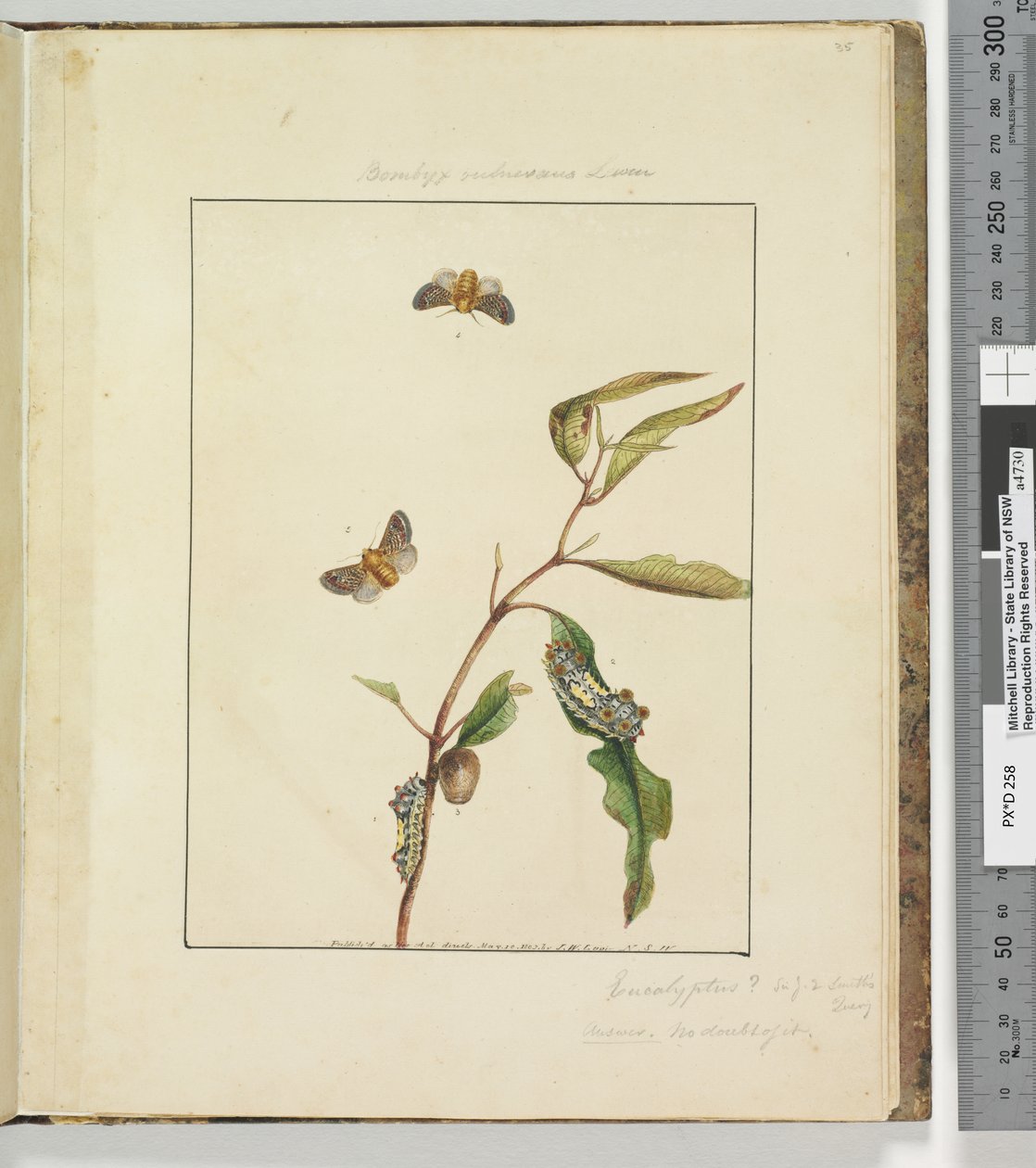 Strona 35. Talerz 9 Bombyx Vulnerans Lewin, 1803-04 (akwaforty ręcznie kolorowane) autorstwa John William Lewin