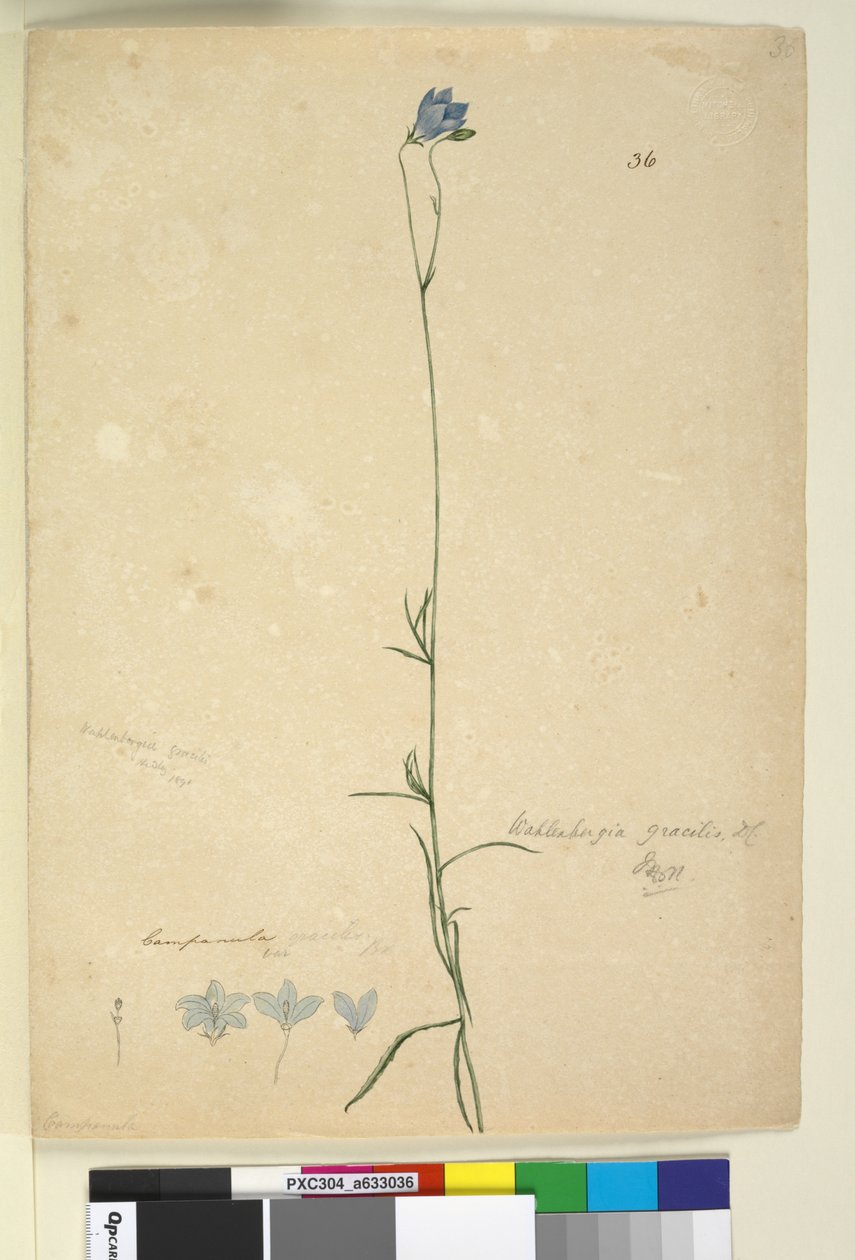 Strona 36. Wahlenbergia gracilis, c.1803-06 (toaleta, długopis, atrament i ołówek) autorstwa John William Lewin