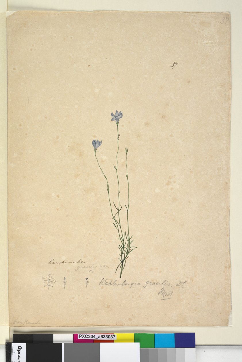 Strona 37. Wahlenbergia gracilis, c.1803-06 (toaleta, długopis, atrament i ołówek) autorstwa John William Lewin