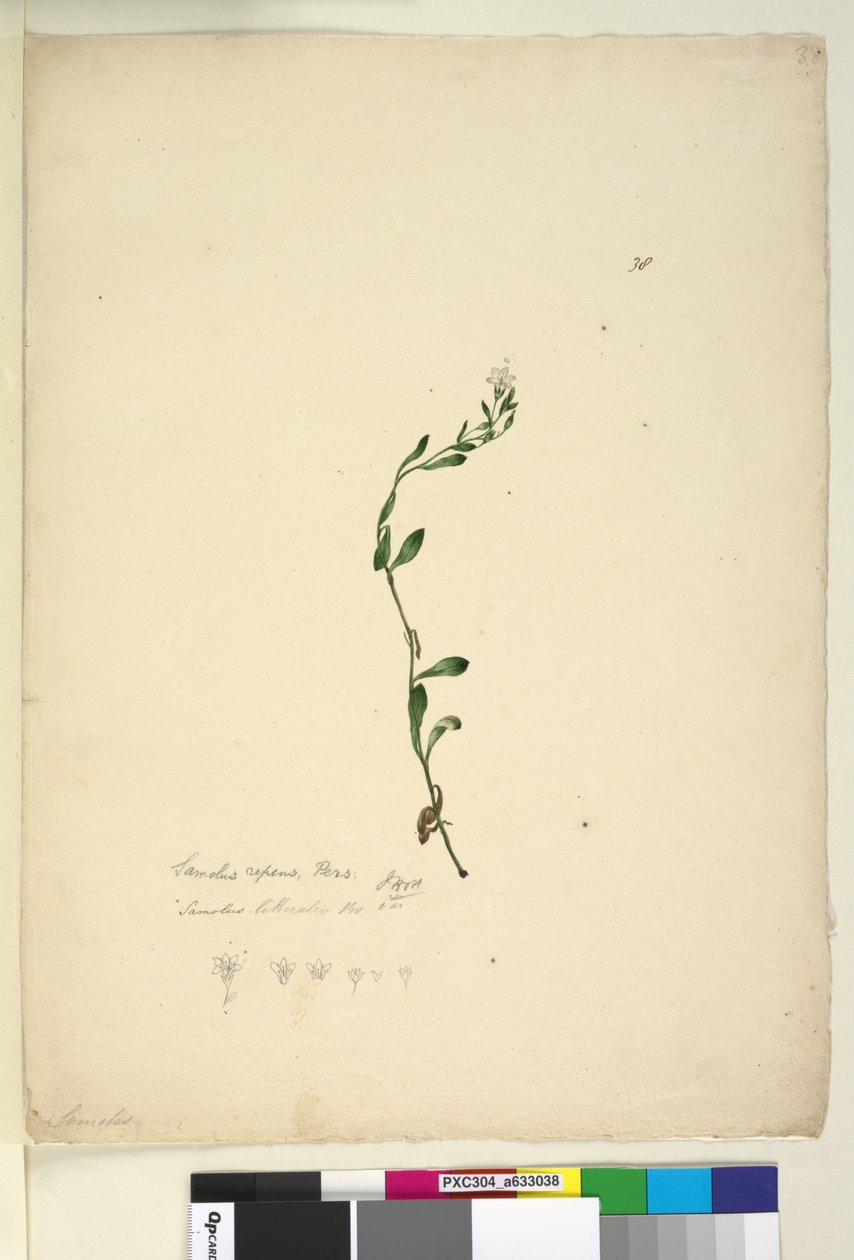 Strona 38. Samolus repens, ok. 1803-06 (toaleta, długopis, atrament i ołówek) autorstwa John William Lewin