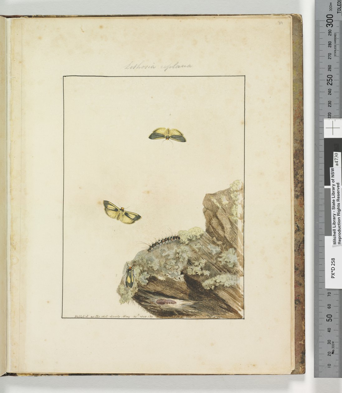 Strona 39. Talerz 10 Lithosa Replana, 1803-04 (odbitki akwaforty ręcznie kolorowane) autorstwa John William Lewin
