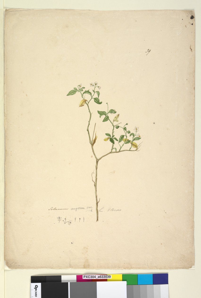 Strona 39. Solanum nigrum, c.1803-06 (toaleta, długopis, atrament i ołówek) autorstwa John William Lewin