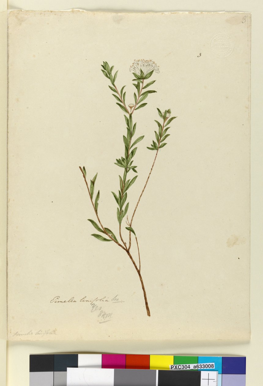 Strona 3. Pimelea linifolia, c.1803-06 (toaleta, długopis, atrament i ołówek) autorstwa John William Lewin