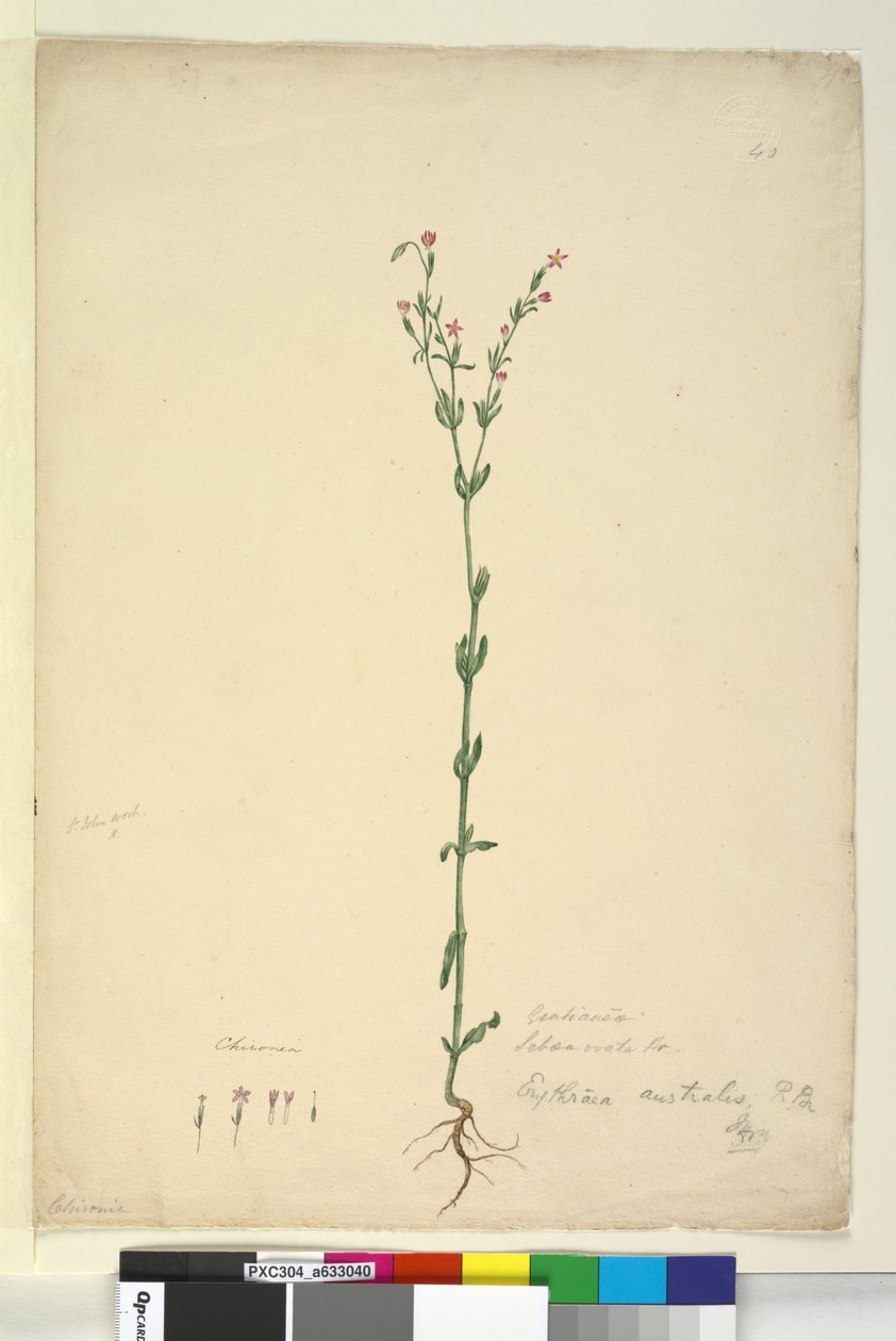 Strona 40. Erythraea australis, c.1803-06 (toaleta, długopis, atrament i ołówek) autorstwa John William Lewin